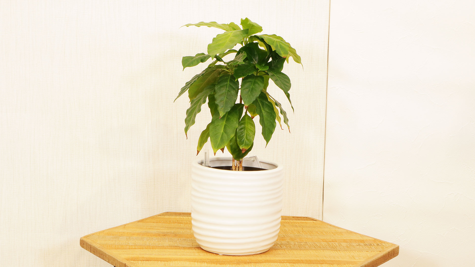 ハイドロカルチャー鉢付き コーヒーの木 マイサカ家具