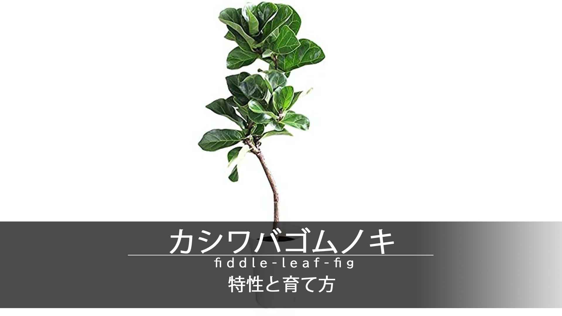 観葉植物 カシワバゴムノキ フィカス リラータ 幼木 - インテリア小物