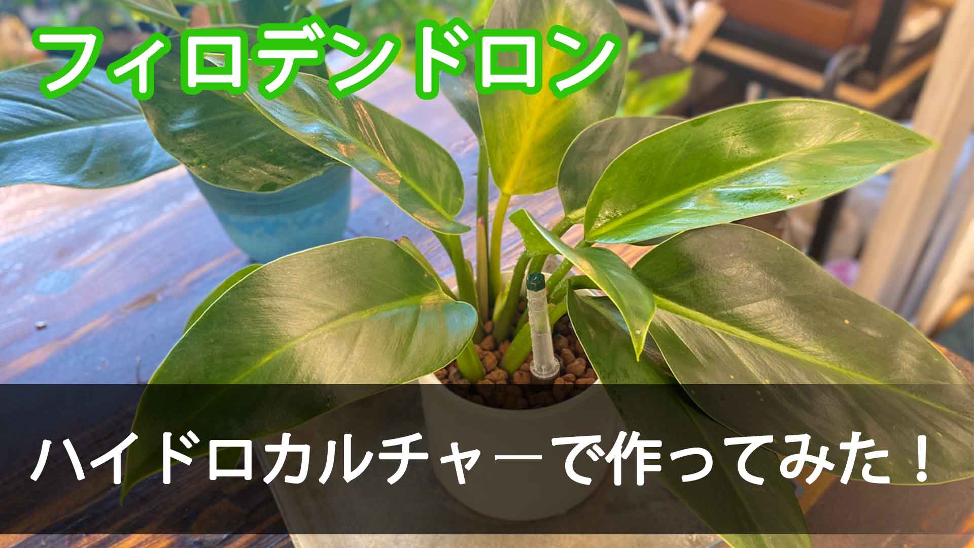 人気観葉植物フィロデンドロンをハイドロカルチャーで作ってみた！ - 【MAISAKA】