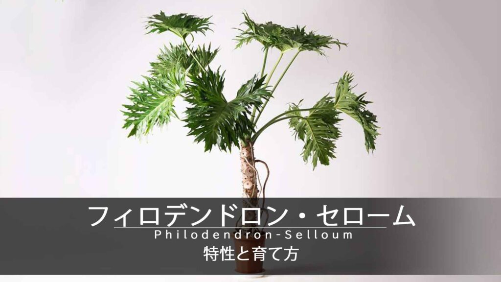 激安大特価 速達！5商品まとめ【観葉植物】ペティランサス♥️シルバー