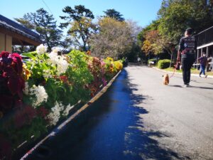 浜松城公園様よりご依頼いただいた壁面緑化試工の様子の写真